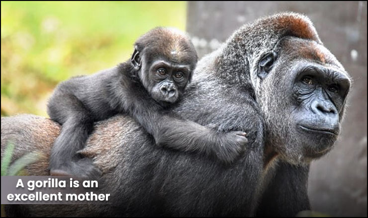 A gorilla is an excellent mother