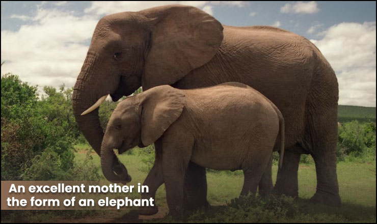 An excellent mother in the form of an elephant