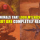 Animals That Look Mythical but Are Completely Real