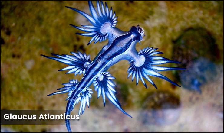 Glaucus Atlanticus