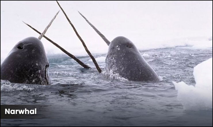 Narwhal