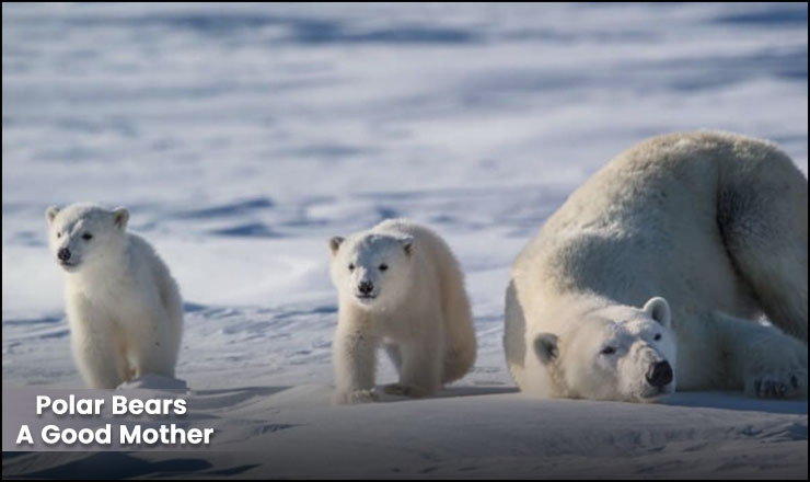 Polar Bears A Good Mother