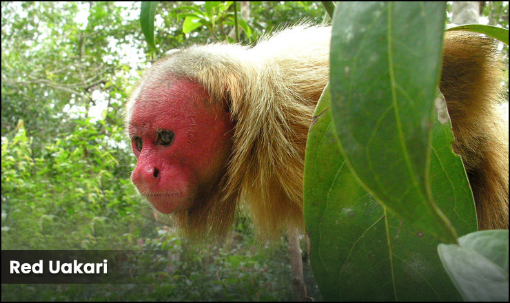 Red Uakari