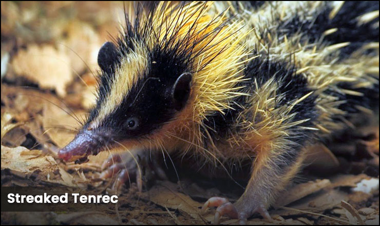 Streaked Tenrec