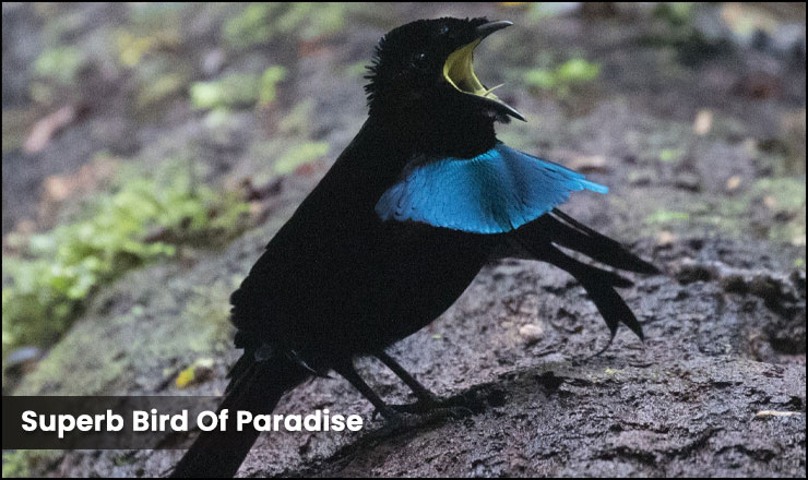 Superb Bird Of Paradise