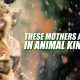These Mothers Are Best In Animal Kingdom