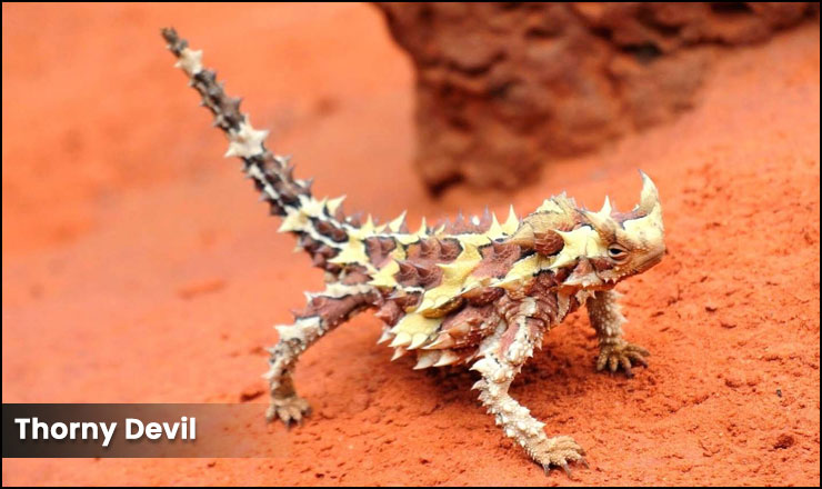 Thorny Devil