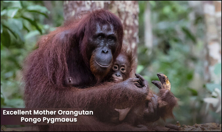 An excellent mother orangutan Pongo pygmaeus 