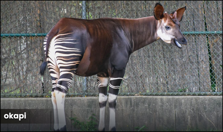 Okapi