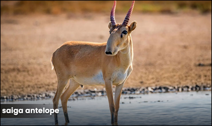 Saiga Antelope