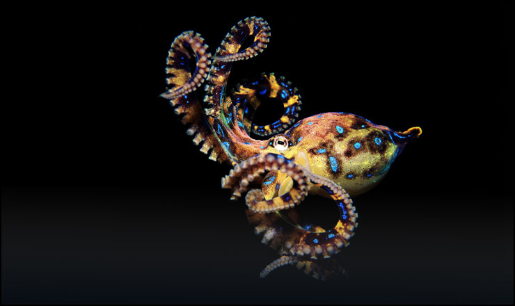 Blue ringed octopus 