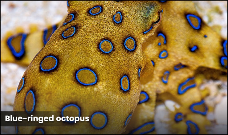 Blue-ringed octopus