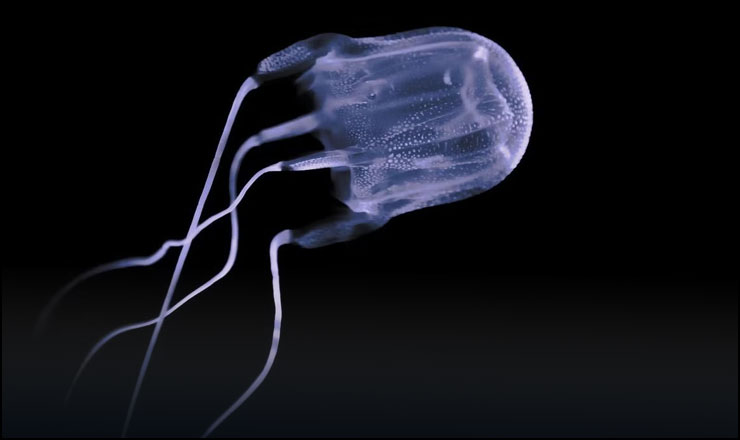 The Box jellyfish