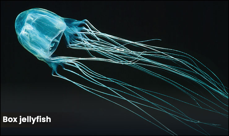 Box jellyfish