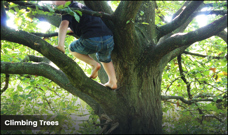 Climbing Trees