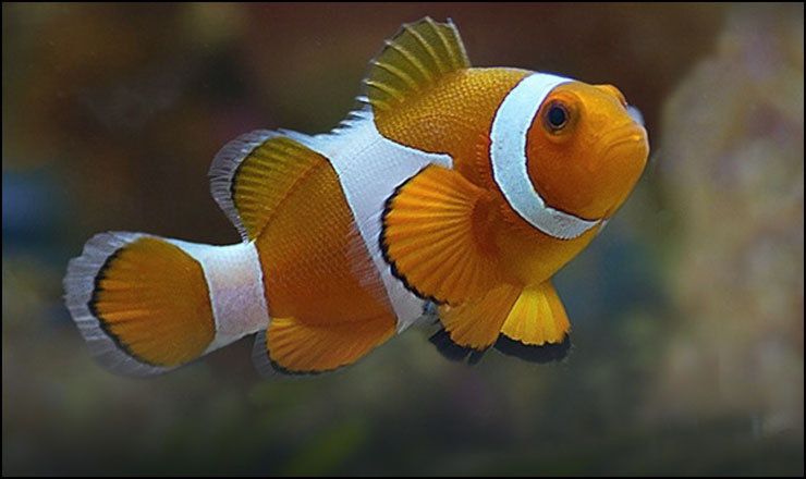 Clownfish