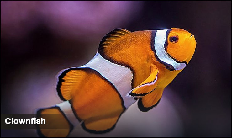 Clownfish