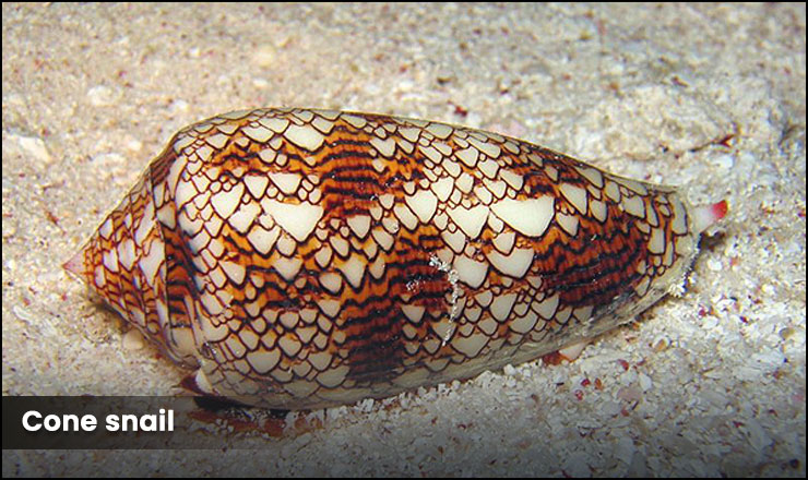 Cone snail