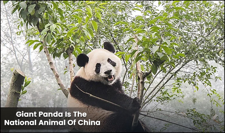 The Giant Panda Is The National Animal Of China