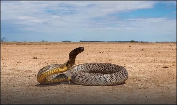 Inland taipan Snake