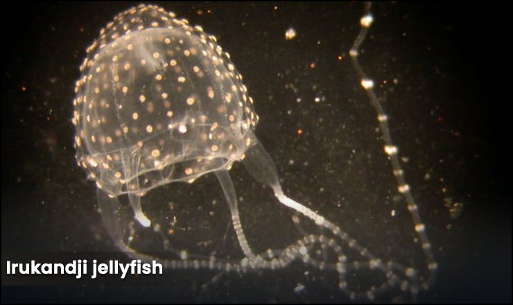 Irukandji jellyfish