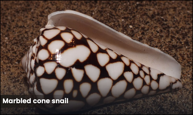 Marbled cone snail