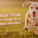 Magical Photos That Prove Dogs Are The Best Models