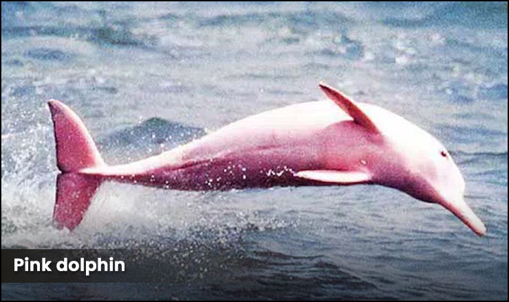 Pink dolphin