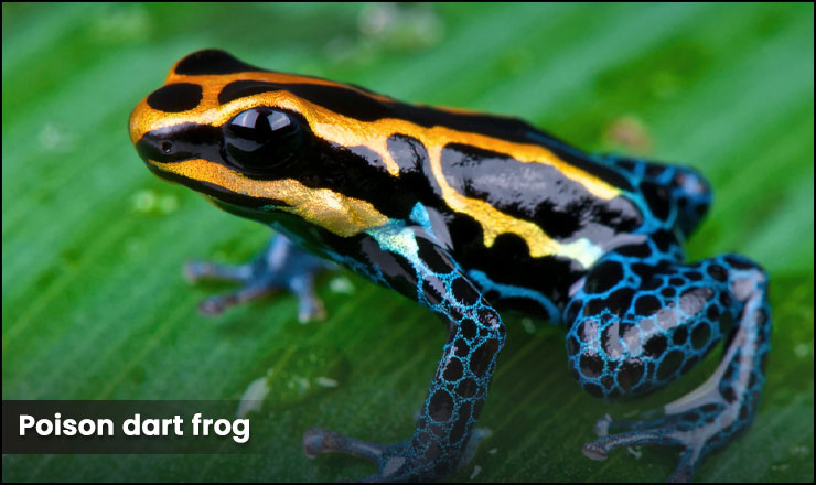 Poison dart frog