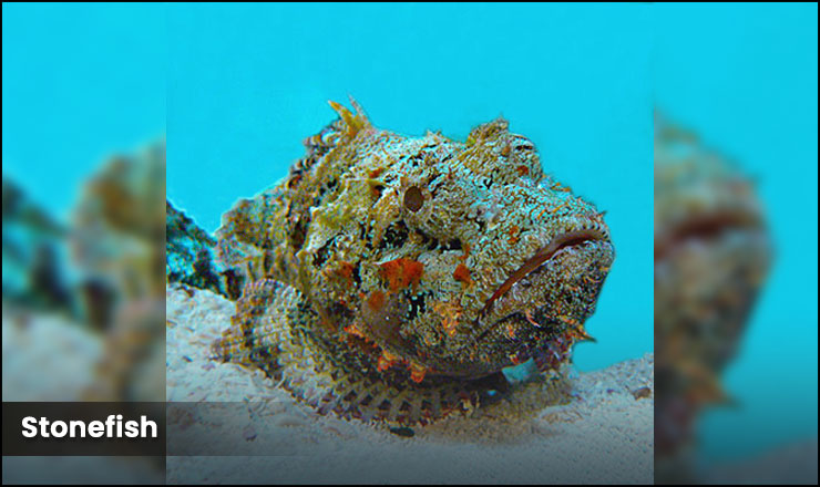 Stonefish