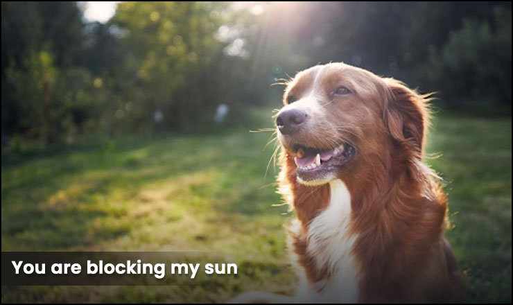 You are blocking my sun