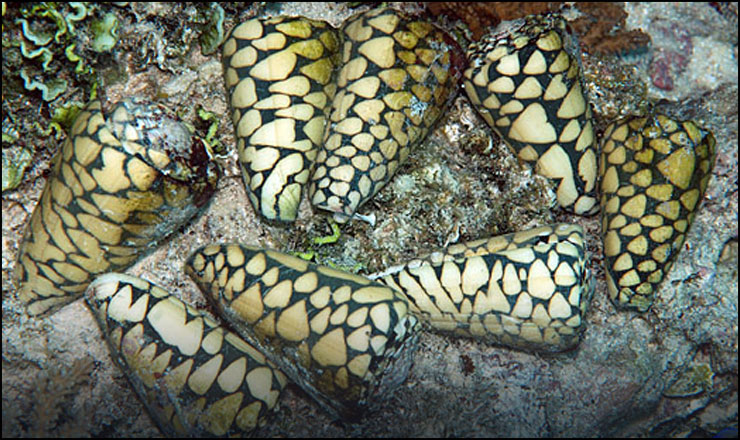 cone snail