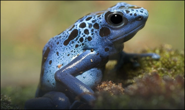 The Poison dart frog